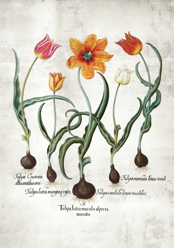 Botaniczny plakat - Ogniste tulipany