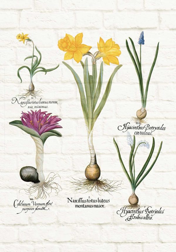 Botaniczny plakat z niebieskim szafirkiem
