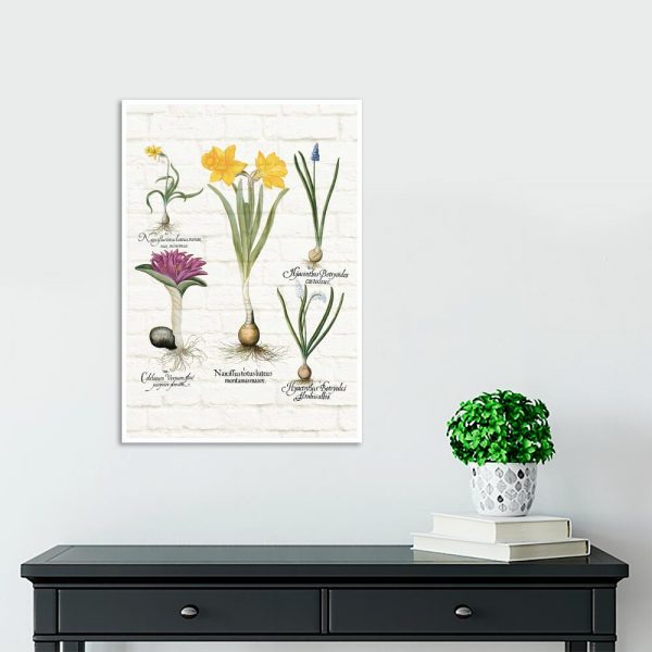 Botaniczny plakat z niebieskim szafirkiem do szkoły