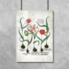 Czerwone tulipany - Plakat dla florysty do przedpokoju