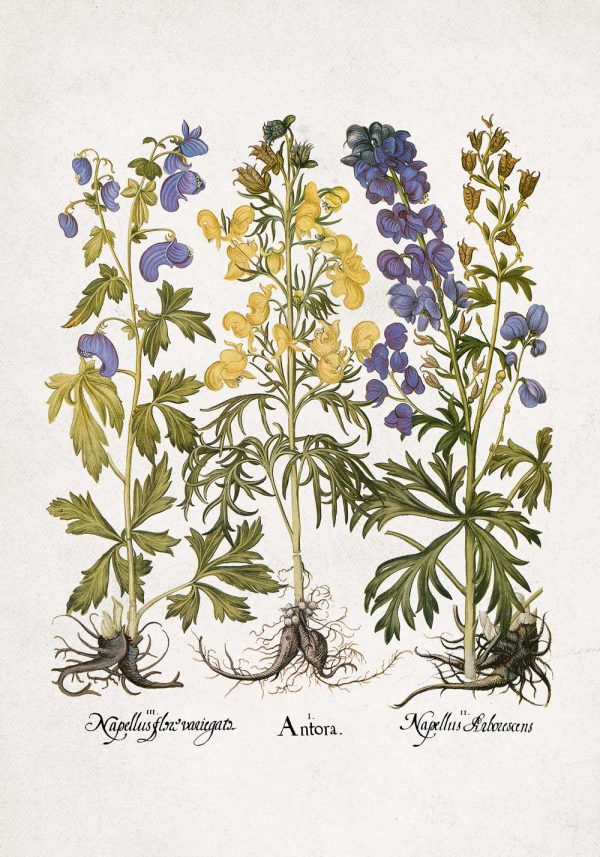 Edukacyjny plakat botaniczny - Tojad