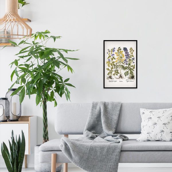 Edukacyjny plakat botaniczny - Tojad do salonu