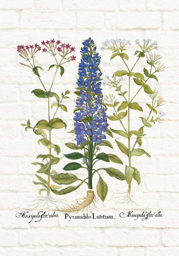 Edukacyjny plakat z niebieskim kwiatem do jadalni