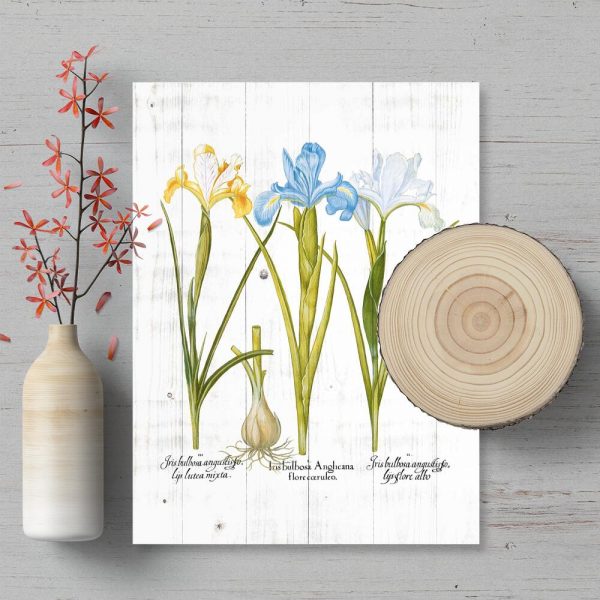 Irysy na plakacie