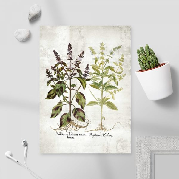 Plakat bazylia i jej kwiaty