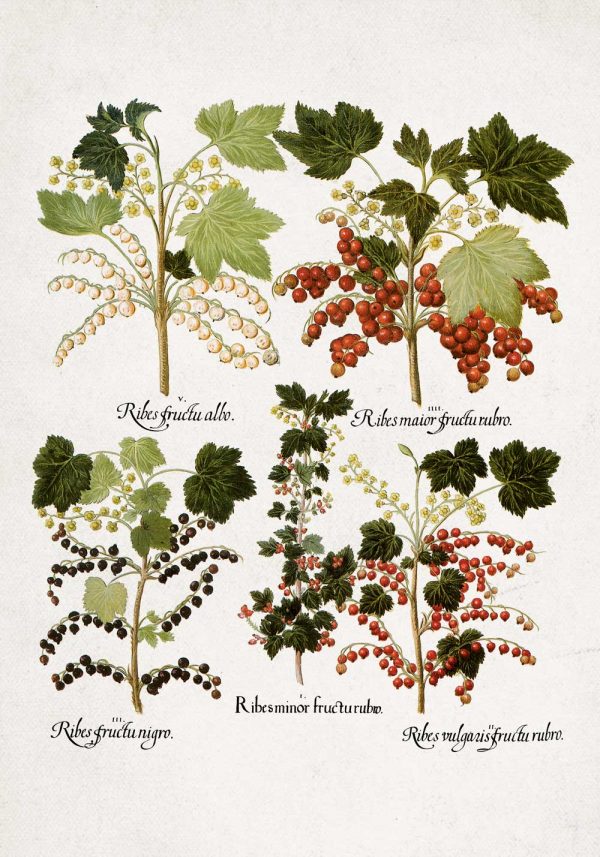 Plakat boho z porzeczkami