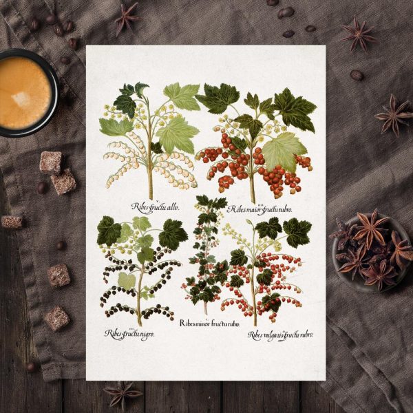 Plakat boho z porzeczkami do jadalni