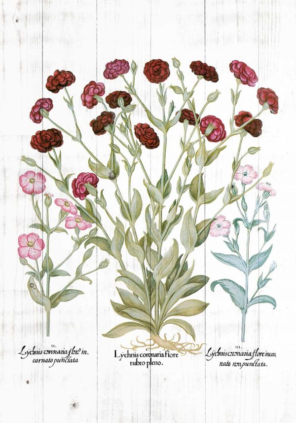 Plakat botaniczny - Firletka kwiecista