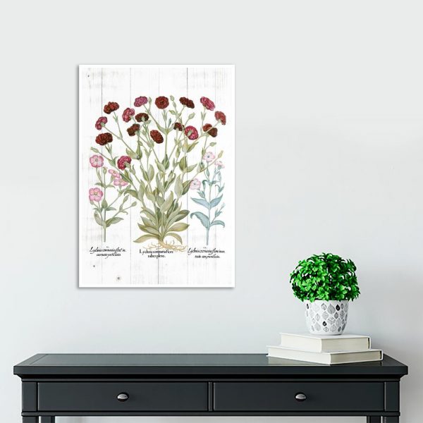 Plakat botaniczny - Firletka kwiecista do gabinetu