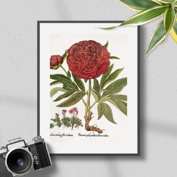 Plakat botaniczny z kwiatami