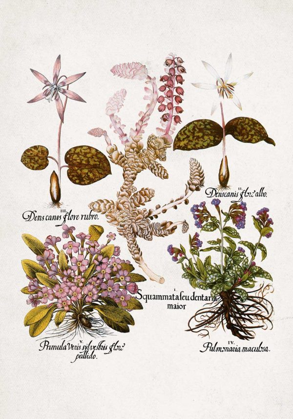 Plakat botaniczny z kwiatami ogrodowymi