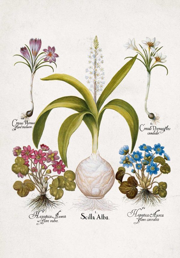 Plakat dla florysty - Cebulica biała