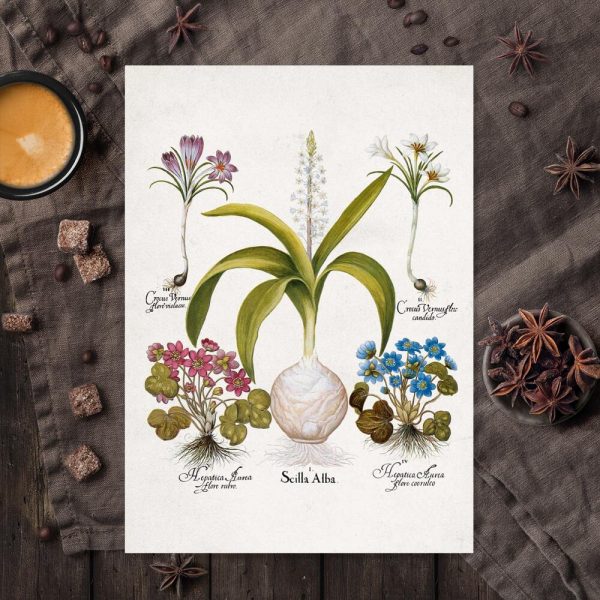 Plakat dla florysty - Cebulica biała do kuchni