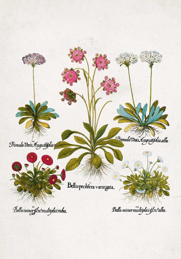 Plakat dla florysty - Czerwona stokrotka