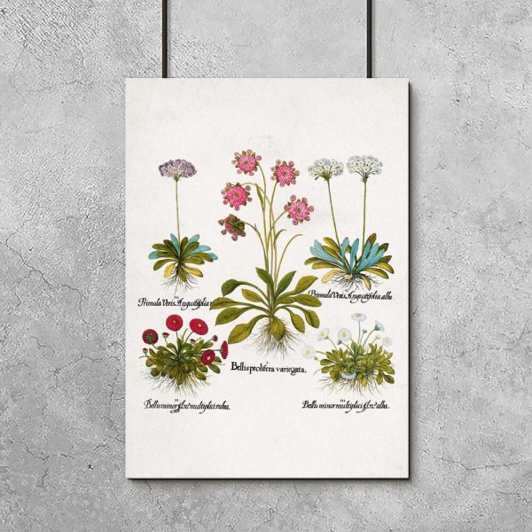 Plakat dla florysty - Czerwona stokrotka do jadalni