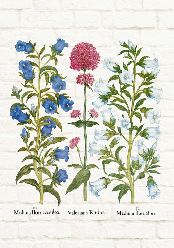 Plakat dydaktyczny z ostrogowcem czerwonym