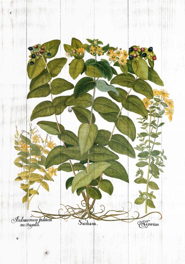 Plakat - Dziurawiec zwyczajny