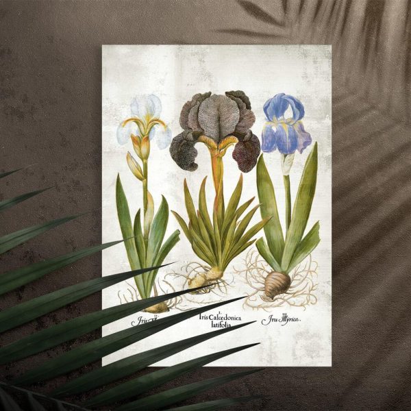 Plakat edukacyjny z irysami