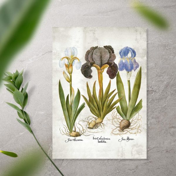 Plakat edukacyjny z kwiatami