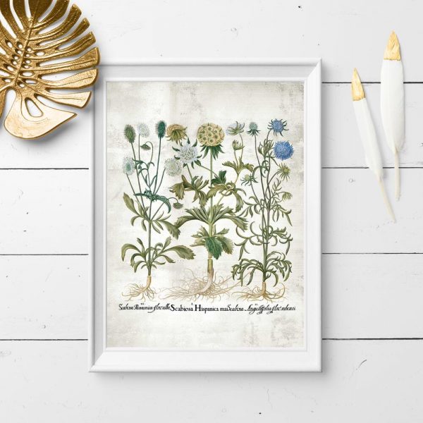 Plakat edukacyjny z roślinami i nazwami łacińskimi