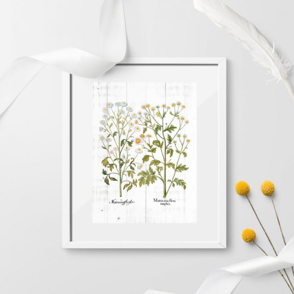 Plakat edukacyjny z rumiankiem