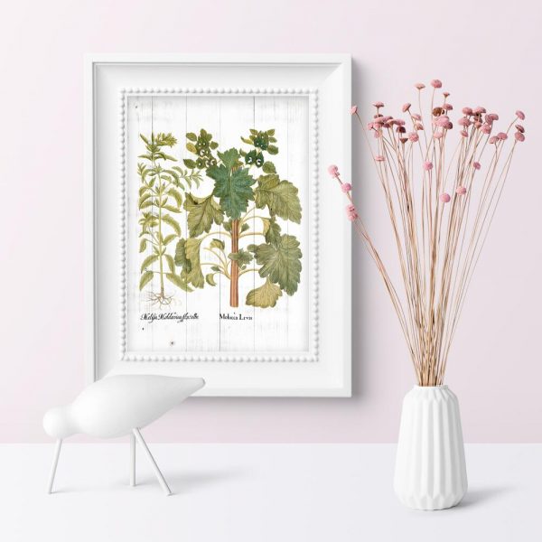 Plakat edukacyjny z ziołami