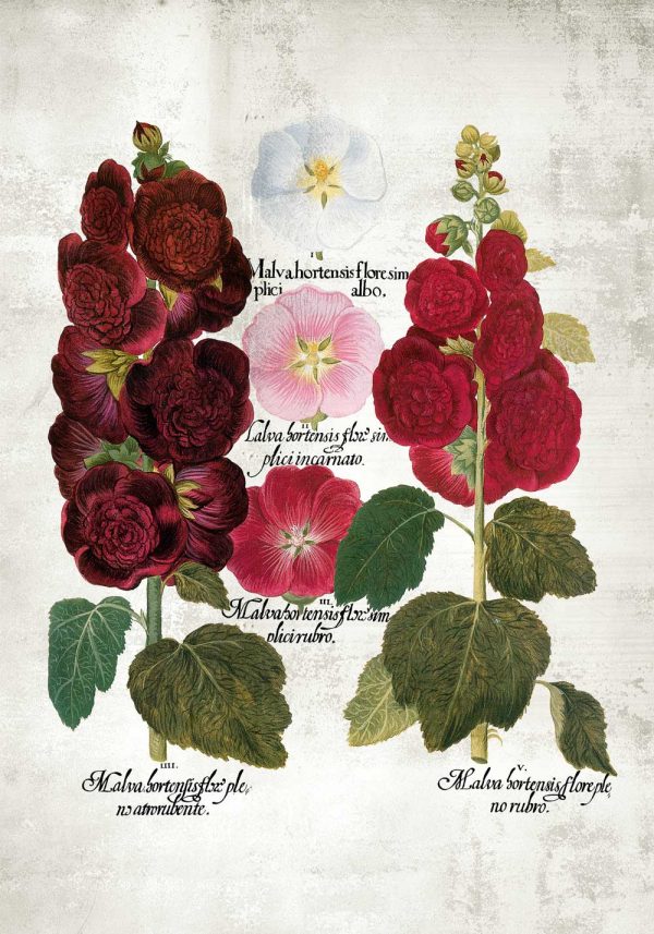 Plakat gatunki malw i łacińskie nazwy