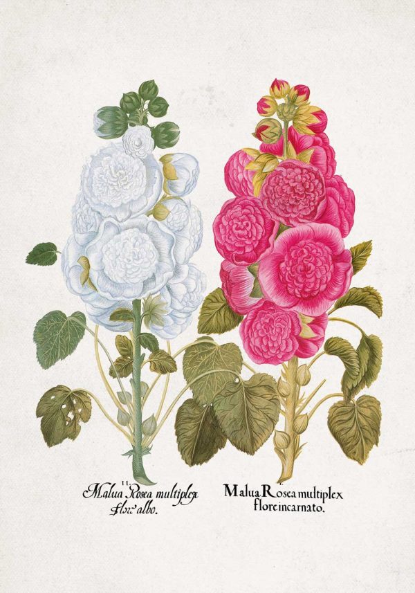 Plakat malwa różowa i biała