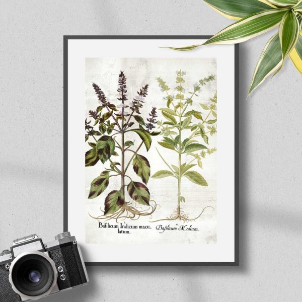 Plakat odmiany bazylii