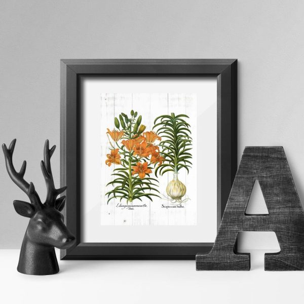 Plakat odmiany lilii