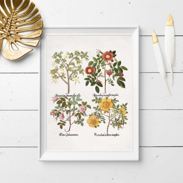 Plakat odmiany róż