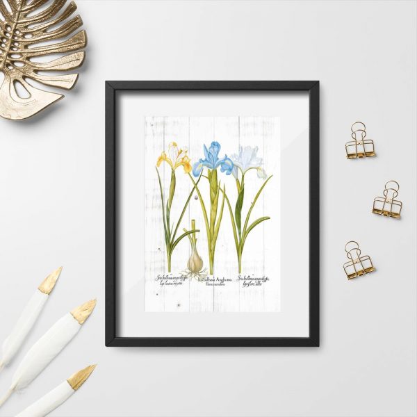 Plakat pastelowe kosaćce