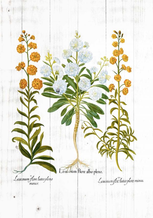 Plakat - Pomarańczowe goździki