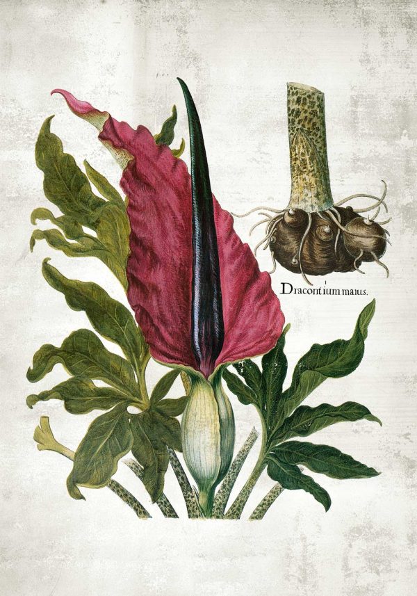 Plakat roślina zielna - żmijownik