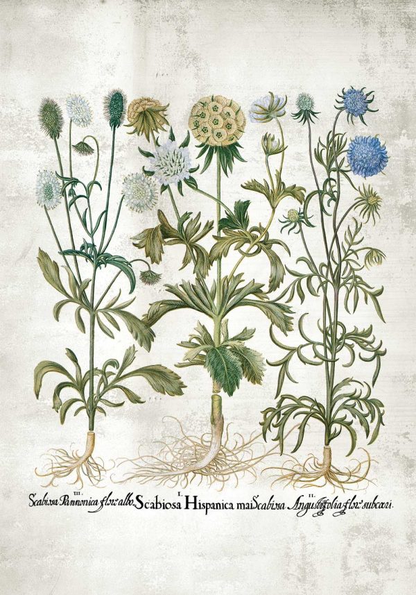 Plakat rośliny dekoracyjne