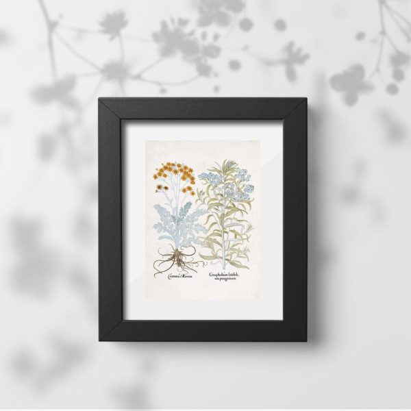 Plakat rośliny ozdobne