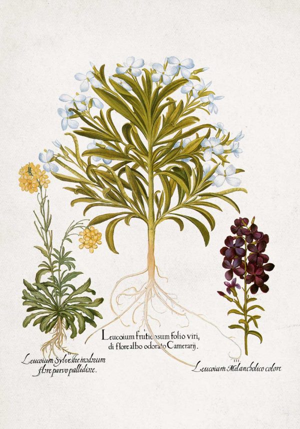 Plakat rośliny z drobnymi kwiatuszki