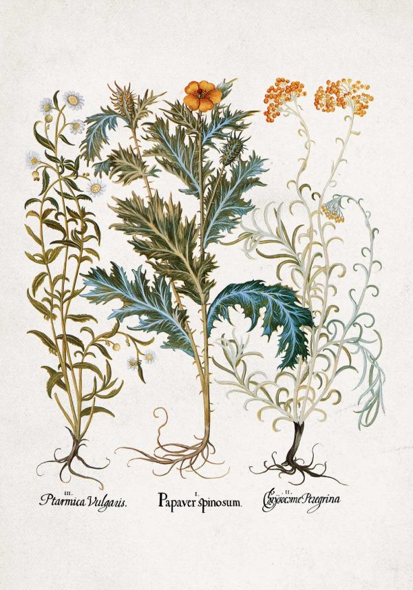 Plakat rośliny z polskich łąk