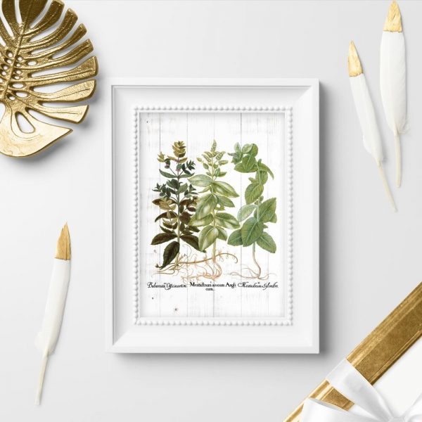 Plakat rośliny zielne