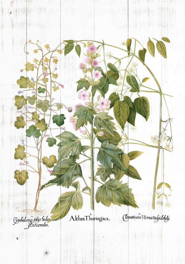 Plakat rośliny zielne i ozdobne