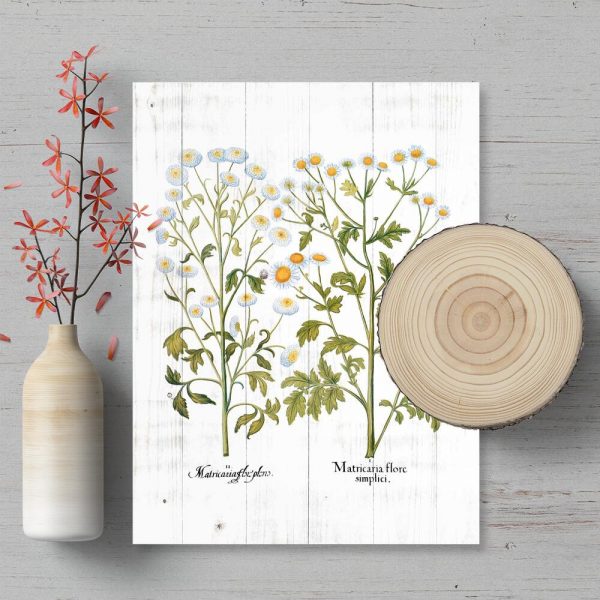 Plakat rustykalny z rumiankiem