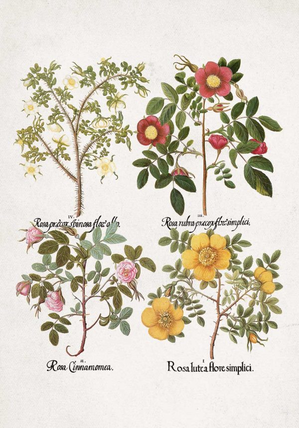 Plakat rycina z odmianami róż