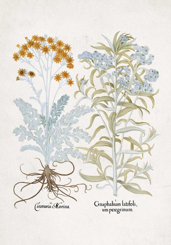 Plakat starzec srebrzysty i szarota