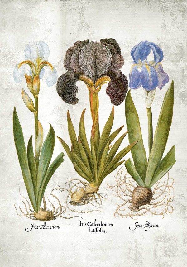 Plakat trzy kosaćce