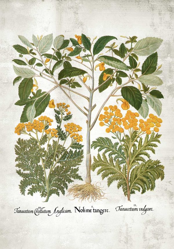 Plakat wrotycz pospolity