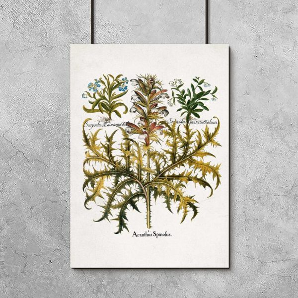 Plakat z akantem