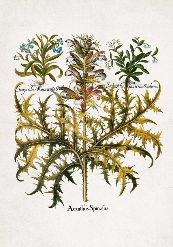 Plakat z akantem i niezapominajką