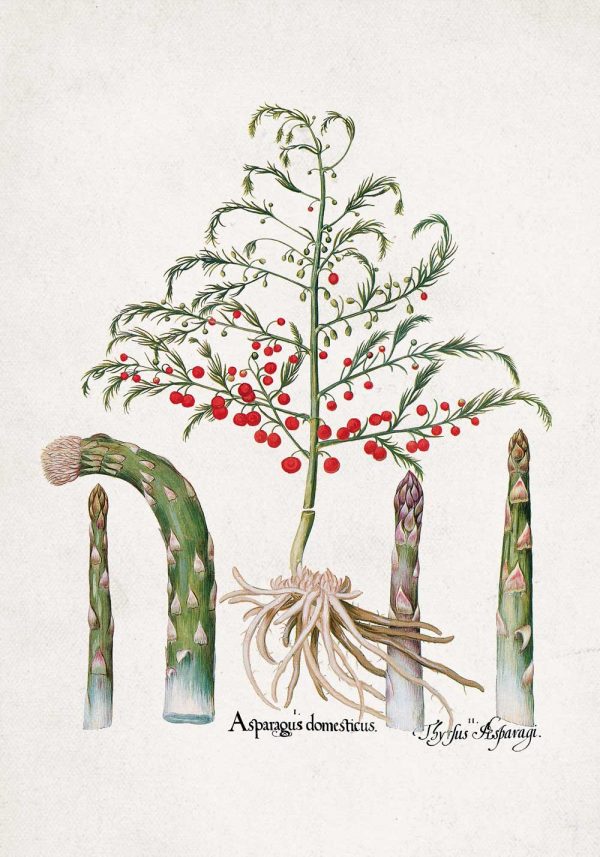 Plakat z asparagusem