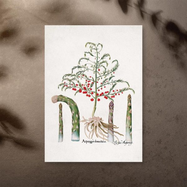Plakat z asragusem pierzastym