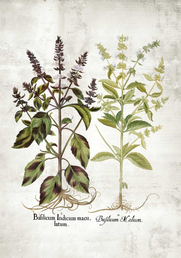 Plakat z bazylią i jej kwiatami